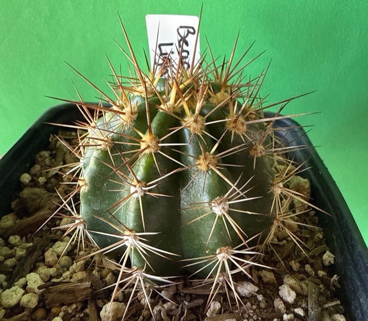 RARE,T.CEREUS HYBRID ‘LEUCHTFEUER’ AKA ‘BEACON OF LIGHT’, Echinopsis,cactus