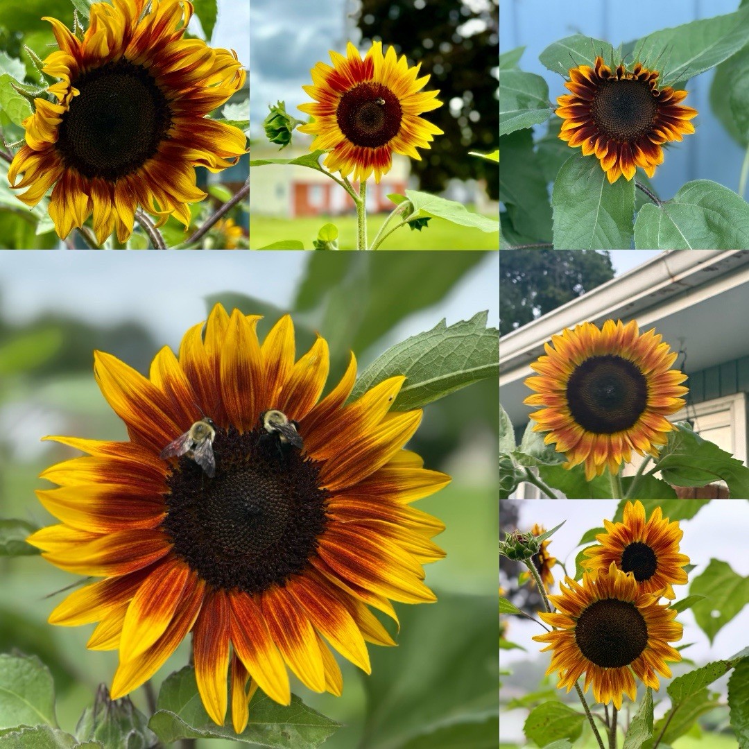 Beautiful Mix Of Shock O Lat & Ring Of Fire Sunflower Seeds 100