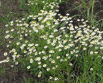 Chamomile Annual (German) Matricaria 5,000 seeds