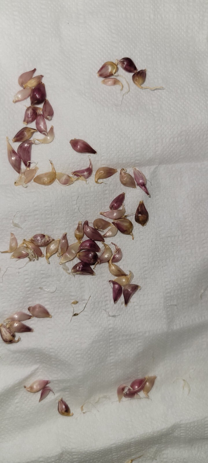 Organic Grown Hardneck Purple Garlic Bulbils (NOT BULBS) For Plant 100 Pcs
