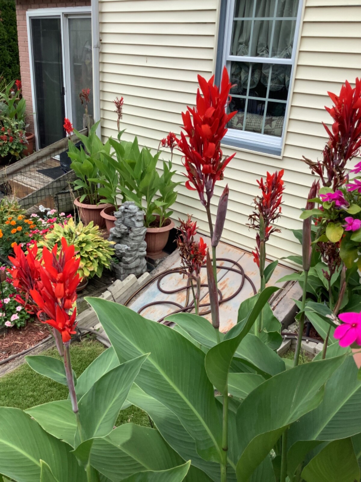 Canna Bulbs Red Jumbo Plants Tall Plants Lot Of (3) Green Leaf Lily Rhizomes