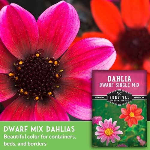 Dwarf Single Mix Dahlia Seeds for Planting – Compact Colorful Blooms for 3