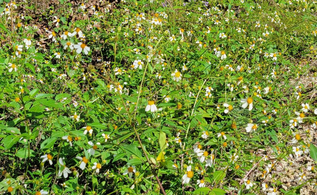 Spanish Needles | 25 Seeds | Bidens Alba | Pollinator Garden | Bee & Butterfly