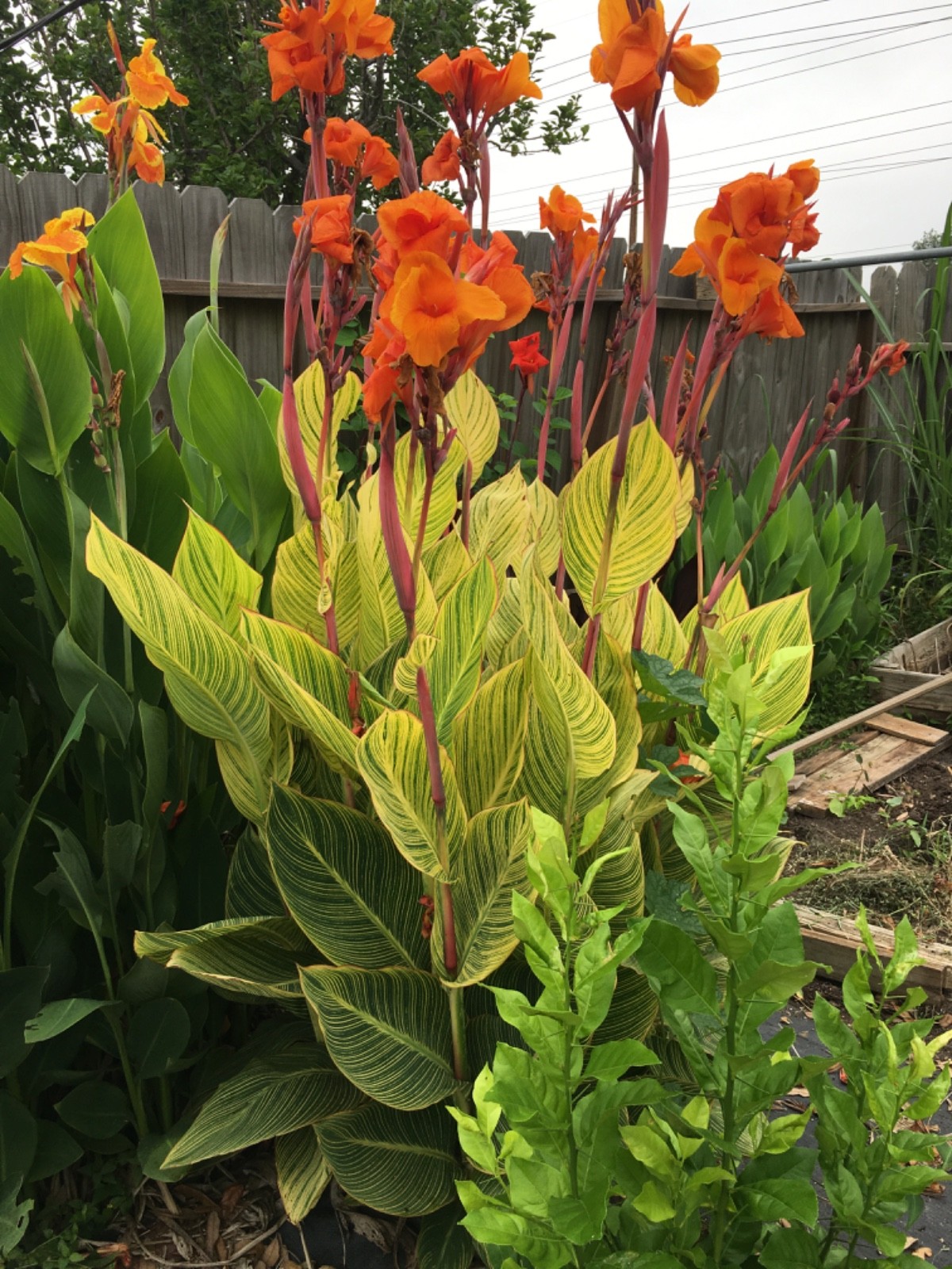 5 Pretoria Bengal Tiger Striped Canna Lily Live Plant Rhizomes Orange RARE
