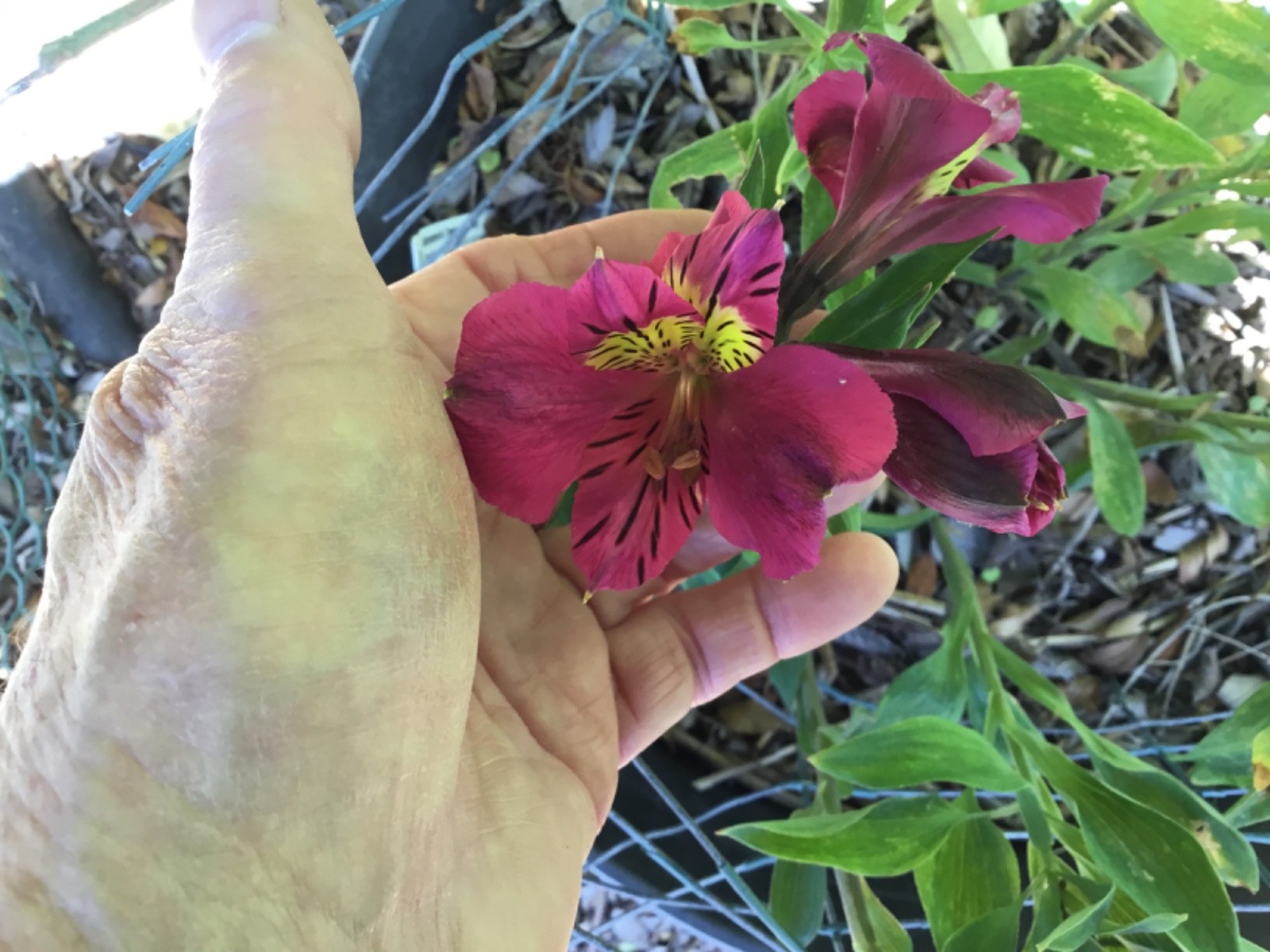 Alstromeria Burgundy rhizome