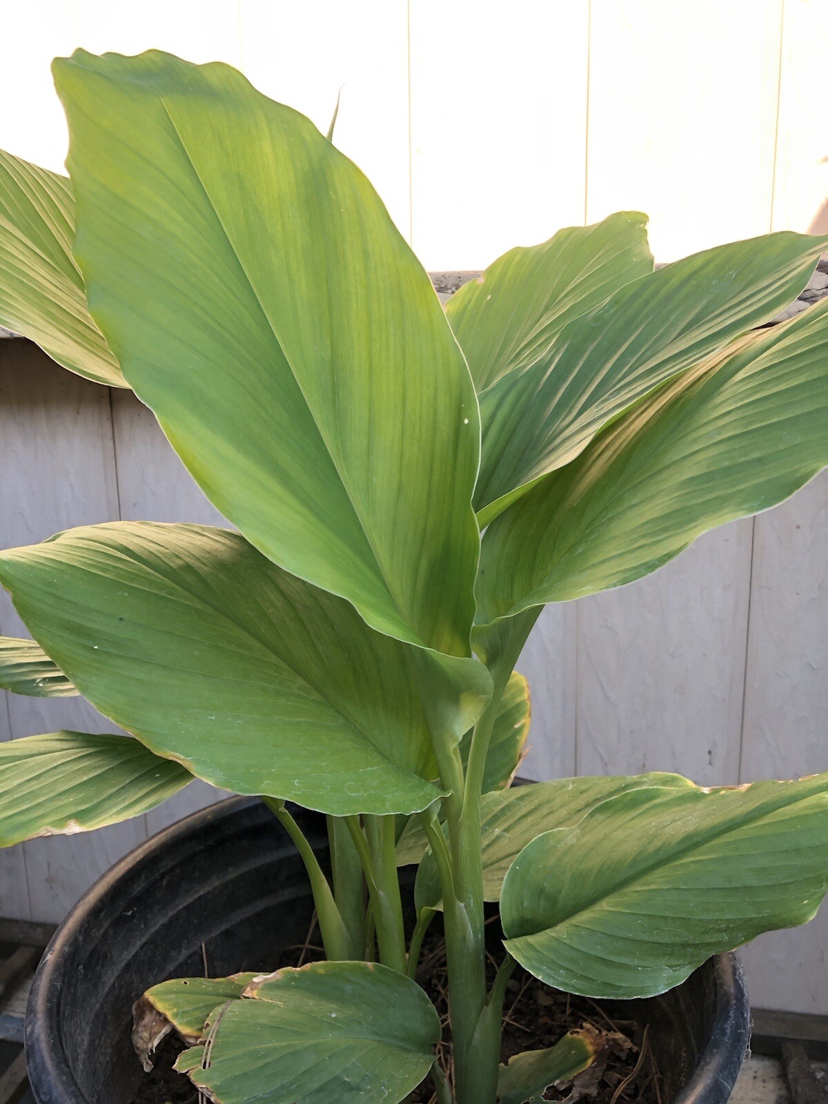 Sprouted Turmeric Roots 3 PCs Cutting Curcuma Longa Ready To Plant