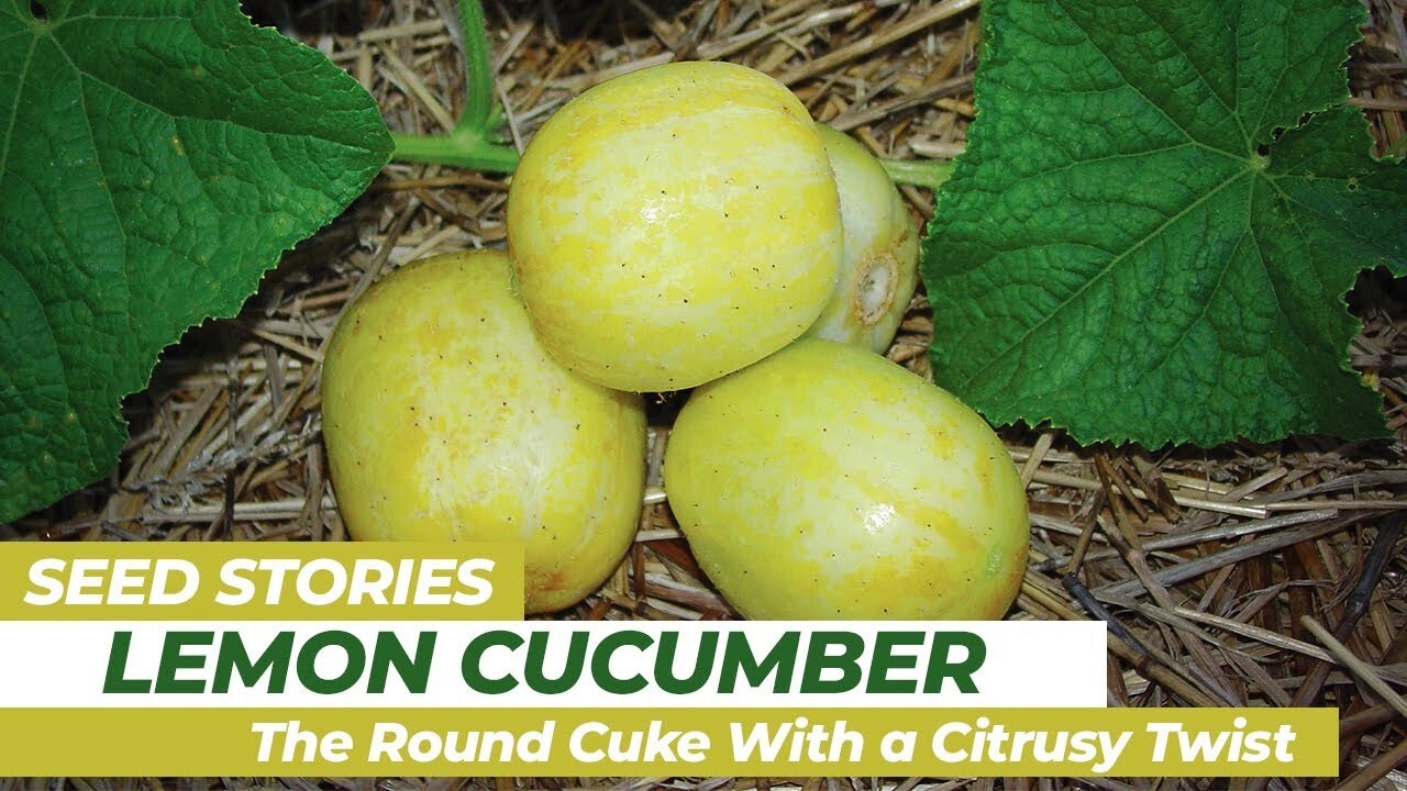 100+ Lemon Cucumber Seeds – Heirloom – Organic – NON GMO —FRESH —- RARE