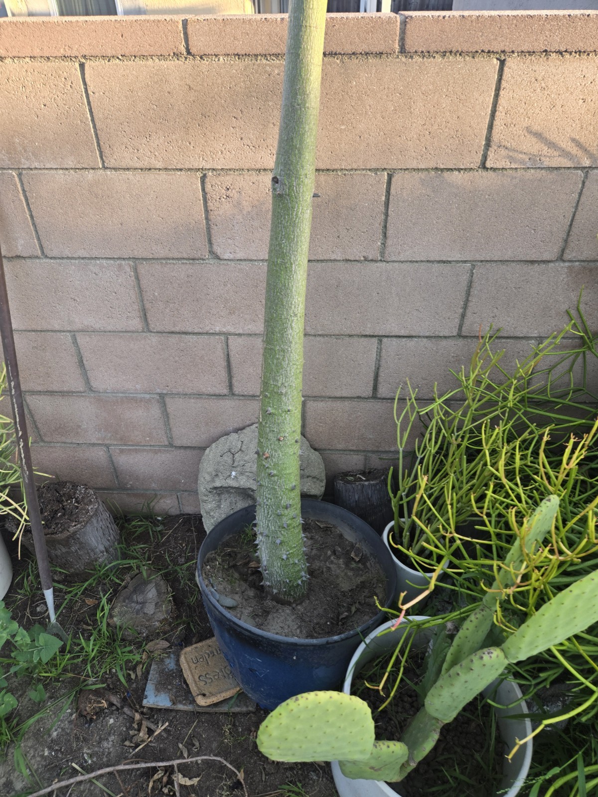 Large Huge Silk Floss Tree 15 Foot Tall Green Beauty