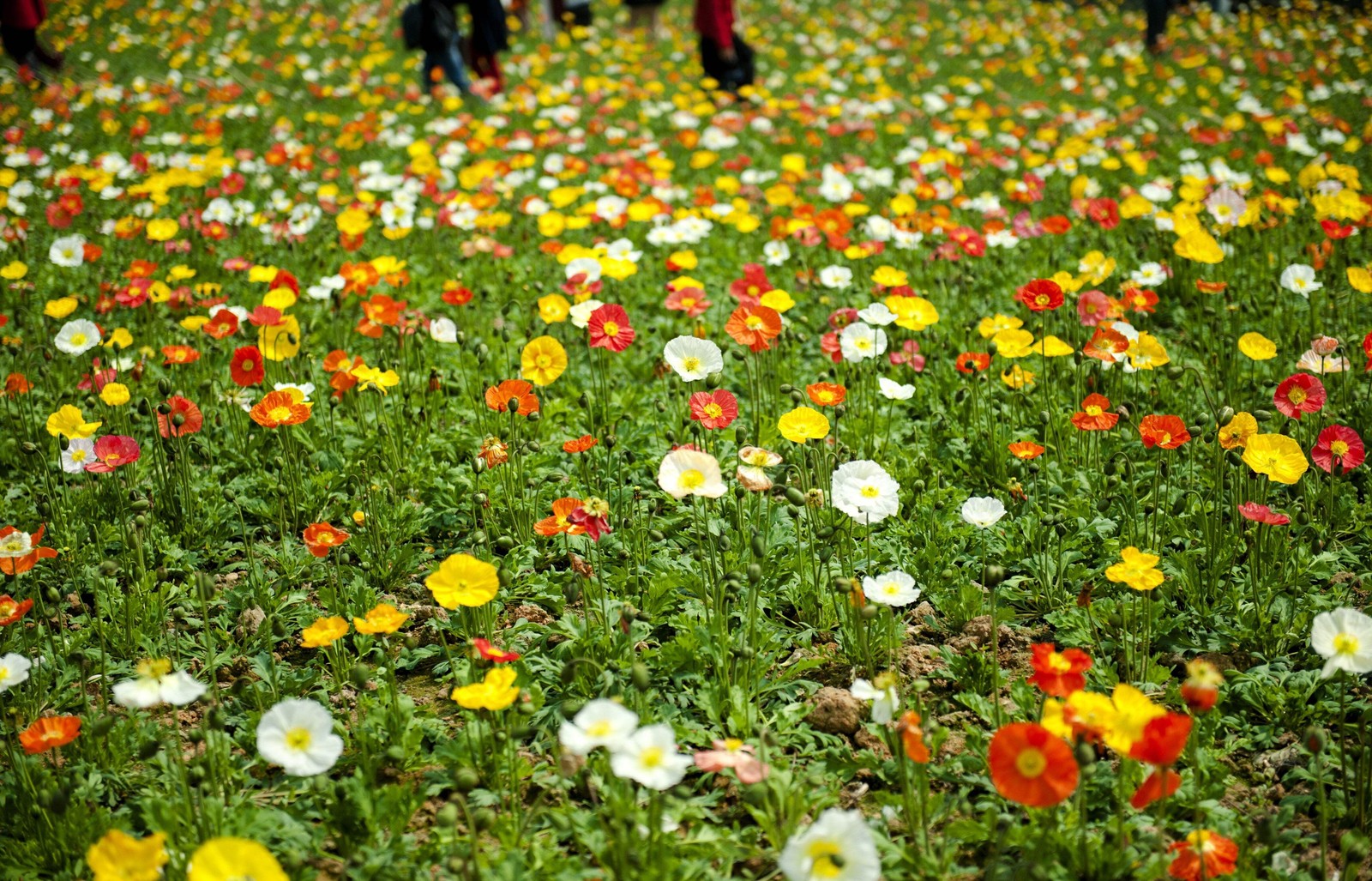 2500 ICELAND POPPY MIXED COLORS Papaver Nudicaule Flower Seeds *Flat S/H