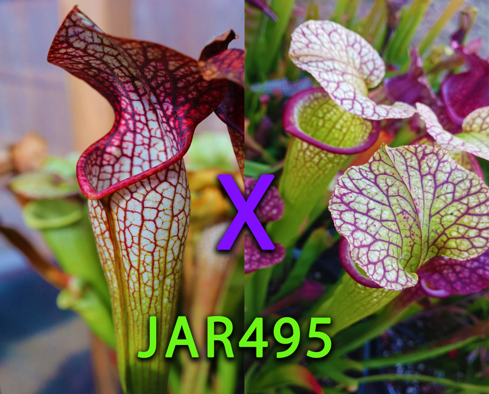 Sarracenia Seeds – JAR495 Joe’s Quasimodo x (Purple Lips x Ornata) (Hot Lips Sib