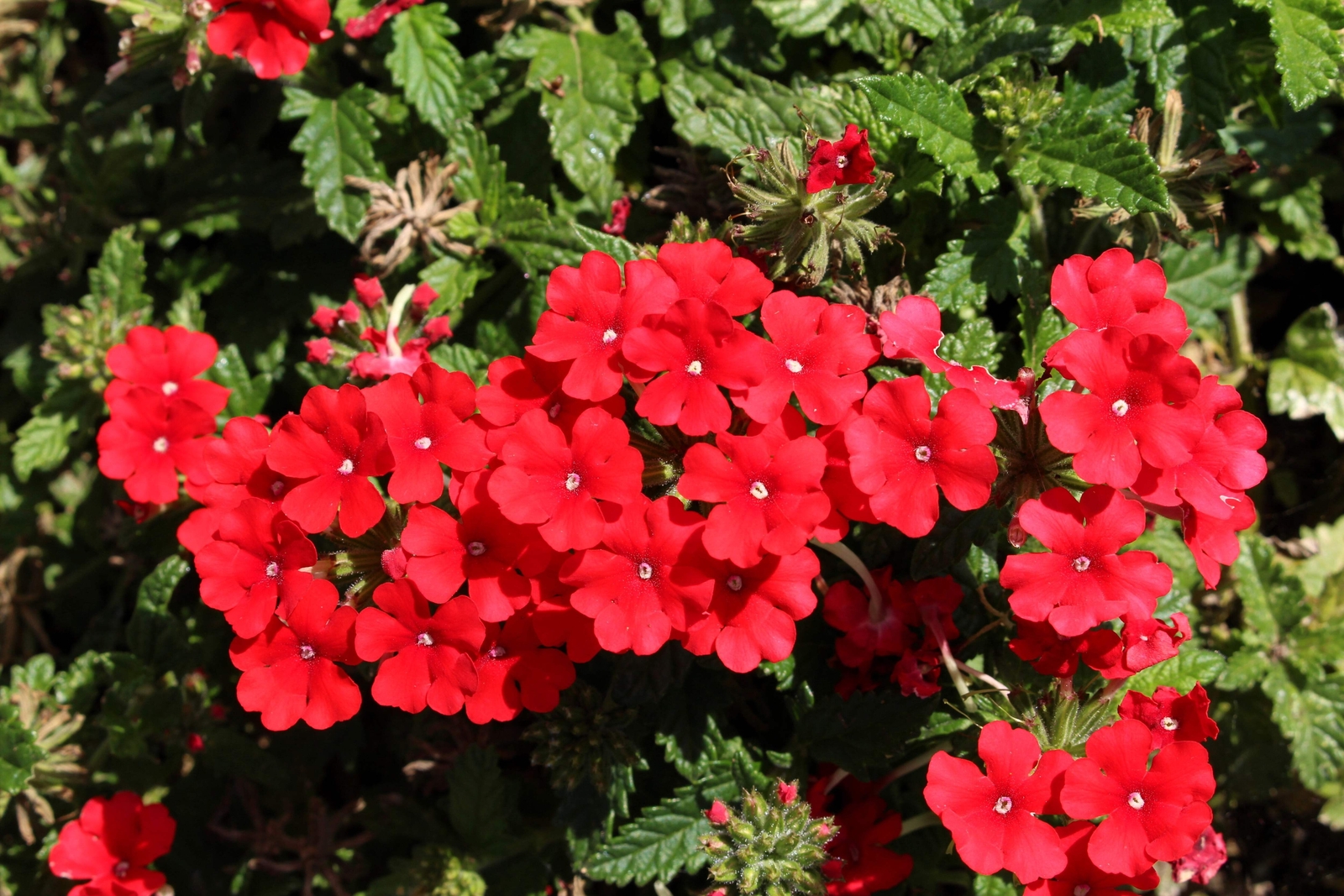 50 SCARLET VERBENA Red Nana Compacta Fragrant Flower Seeds *Combined Shipping