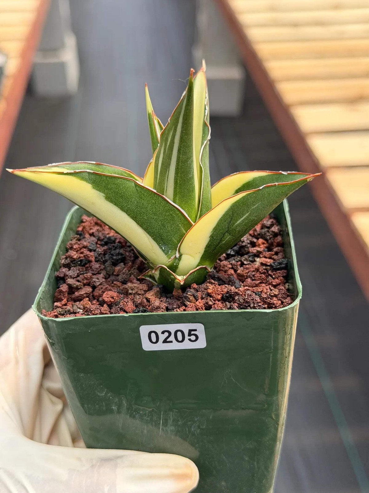 Variegated Sansevieria Tower | Rare Snake Plant | Easy Care Live Houseplant