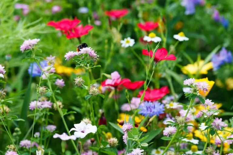 Bee the Change Wildflower Bee mix