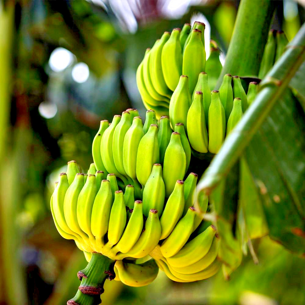 Banana Tree Seed Mix – Dwarf Pink Musa velutina & Dwarf Acuminata Tropical Fruit