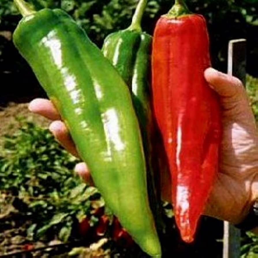 50+ Organic Largest Hot Big Jim Chili Pepper Seeds, NON – GMO NEW Season