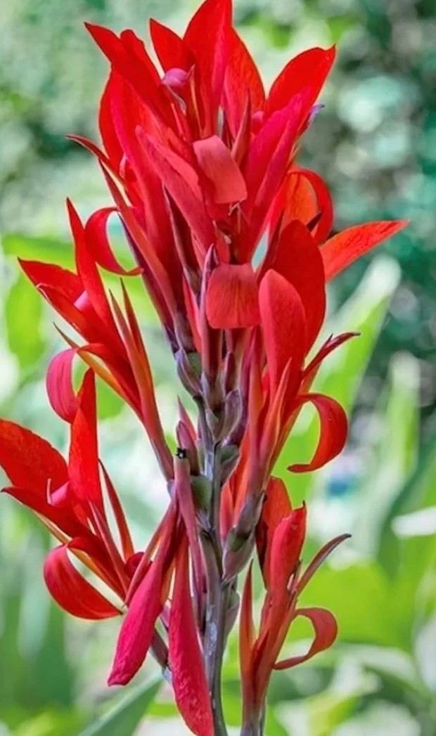 5 Tall red canna lily/ Grown In organic Garden/ Orchid Shaped Blooms