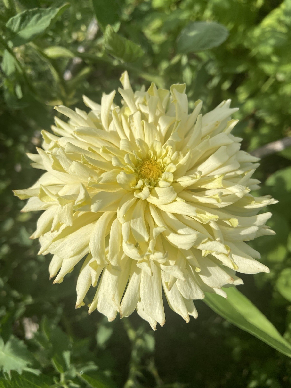 CACTUS ZINNIA – 30 Fresh Seeds – Mixed Colors – GORGEOUS Blooms!! FREE Shipping
