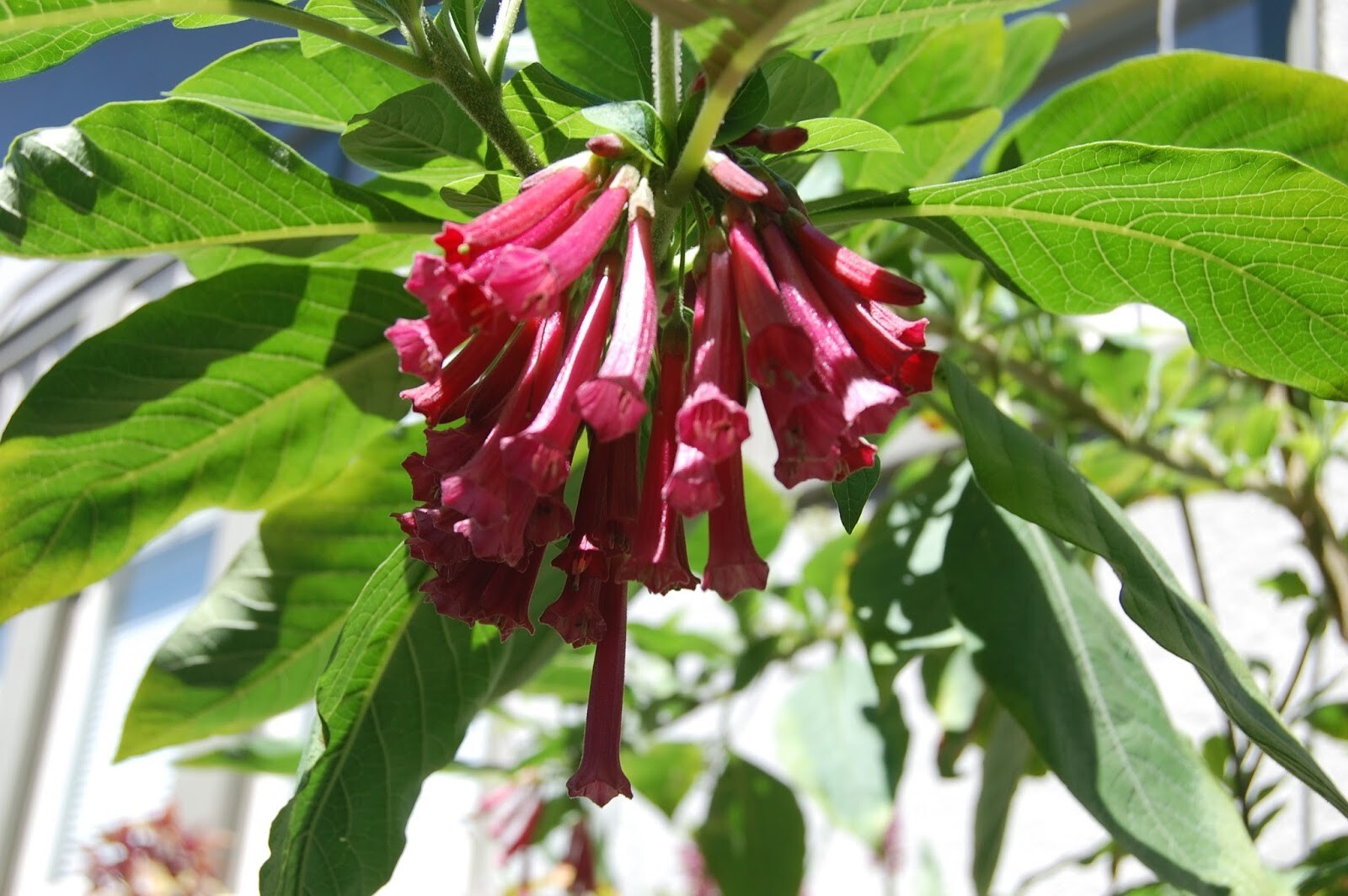 Burgundy Wine Iochroma angel trumpet hummingbirds love brugmansia cousin seeds