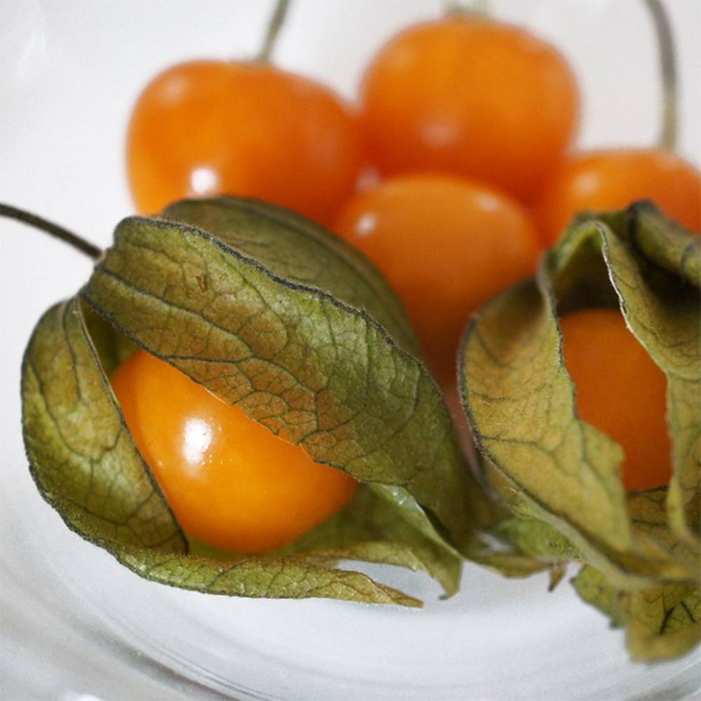 10 Seeds Schönbrunner Gold Ground Cherry ORGANIC Cape gooseberry Husk Tomatillo