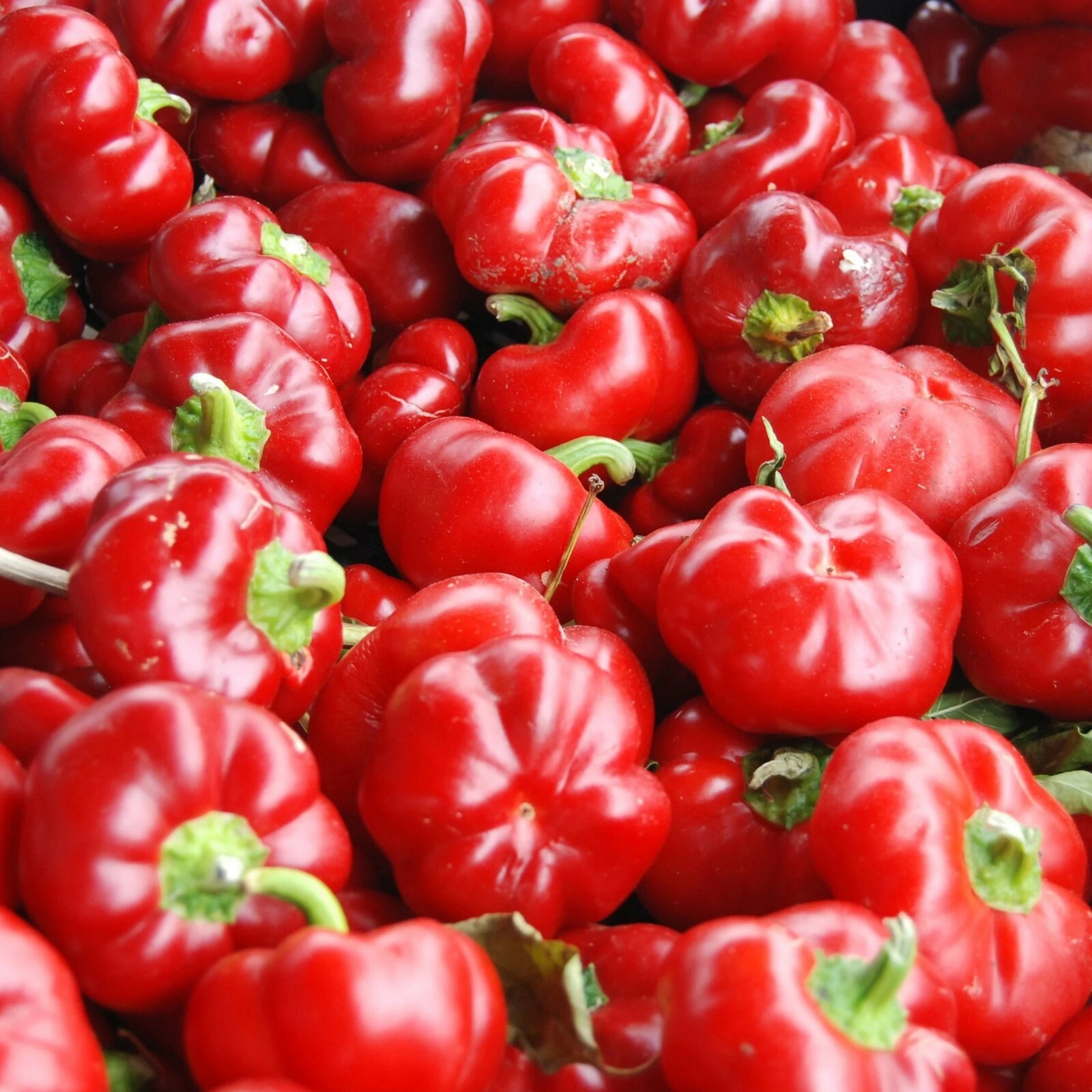 Sweet Pimento L Pepper Seeds 25+ MILD Bell Vegetable Garden Annual FREE SHIPPING