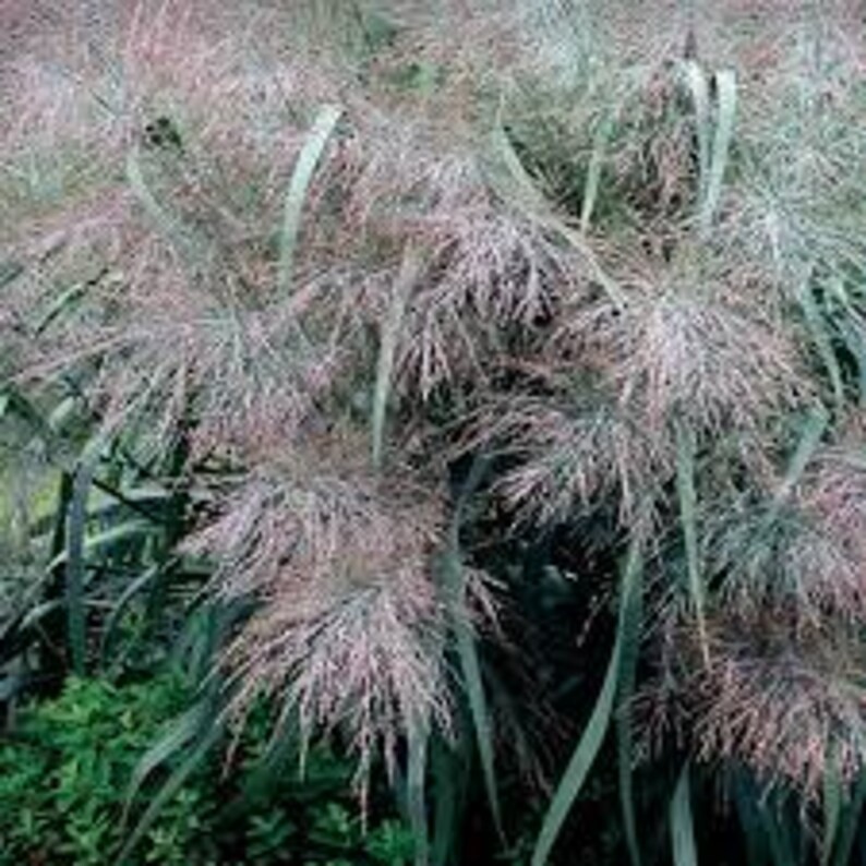 500 Dallas Blues Switchgrass Seeds. Organic. USA Seeds. Ships free