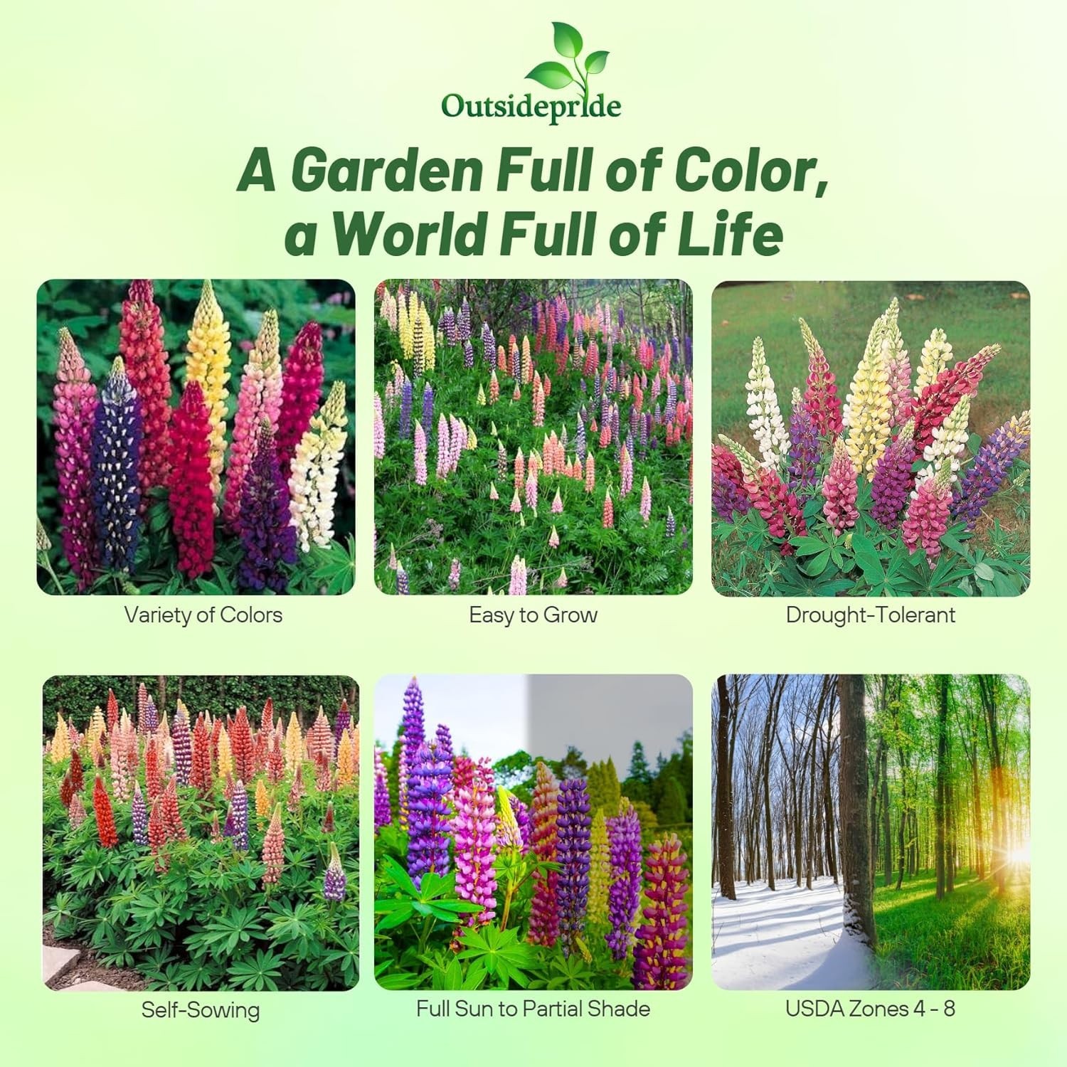 Perennial Wildflower Seeds – 1 Lb. Mixed Russell Lupines for Fall Planting