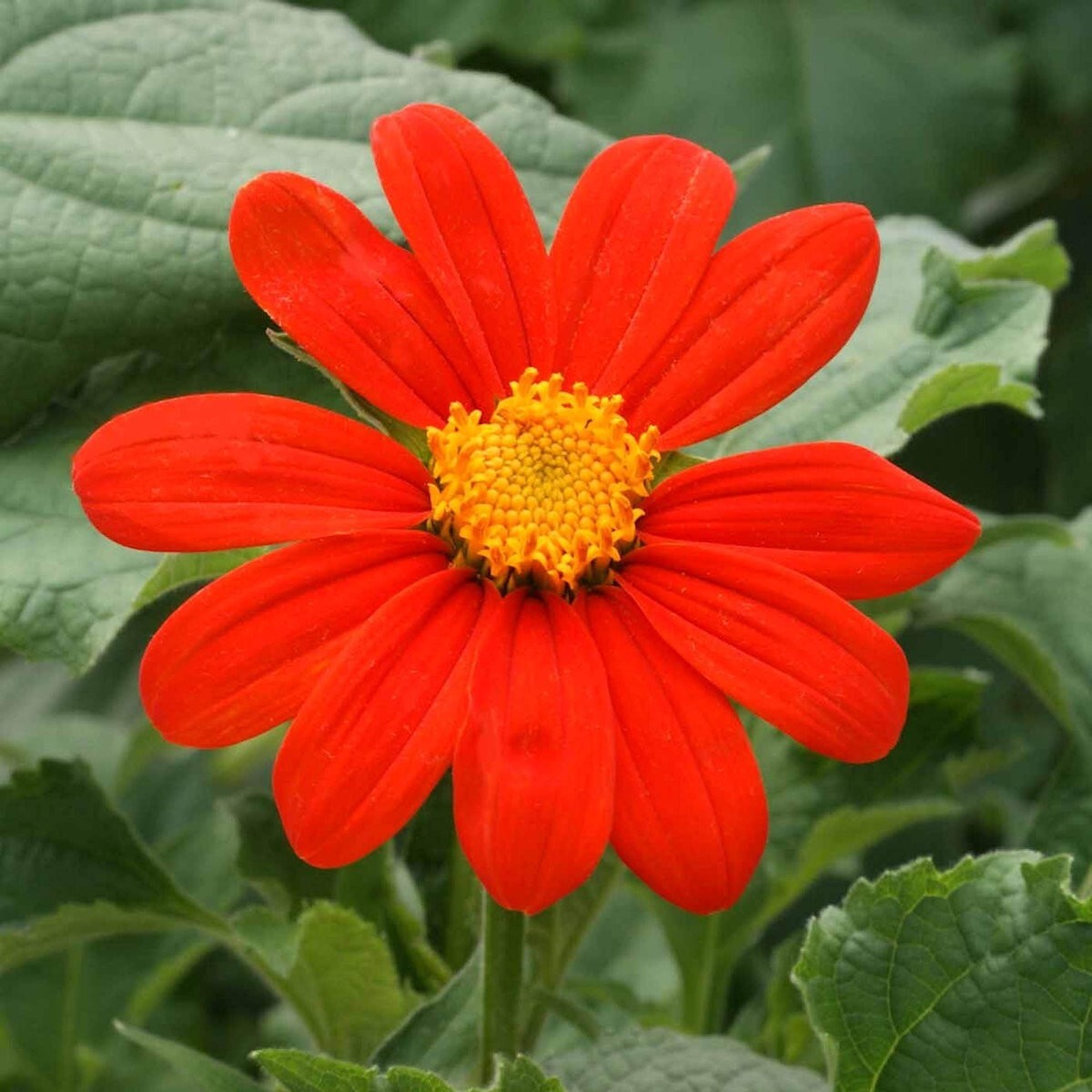 100 Mexican Sunflower Wildflower Seeds – Everwilde Farms Mylar Seed Packet