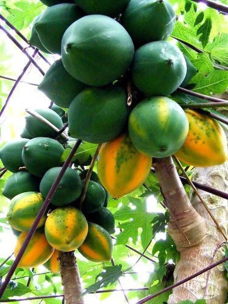 25+ Bettina Papaya Seeds for Garden Planting – USA – FAST SHIPPING!