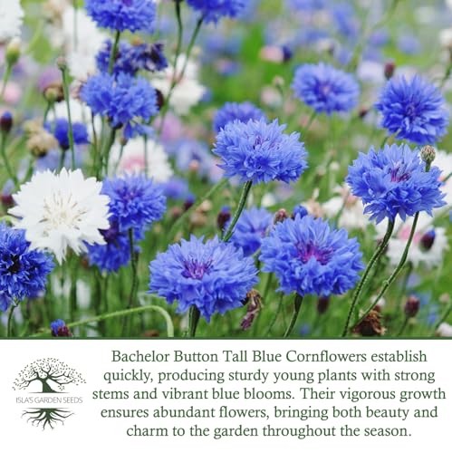 Bachelor Button Tall”Blue Cornflower Flower Seeds, 200+ Heirloom Seeds, (),