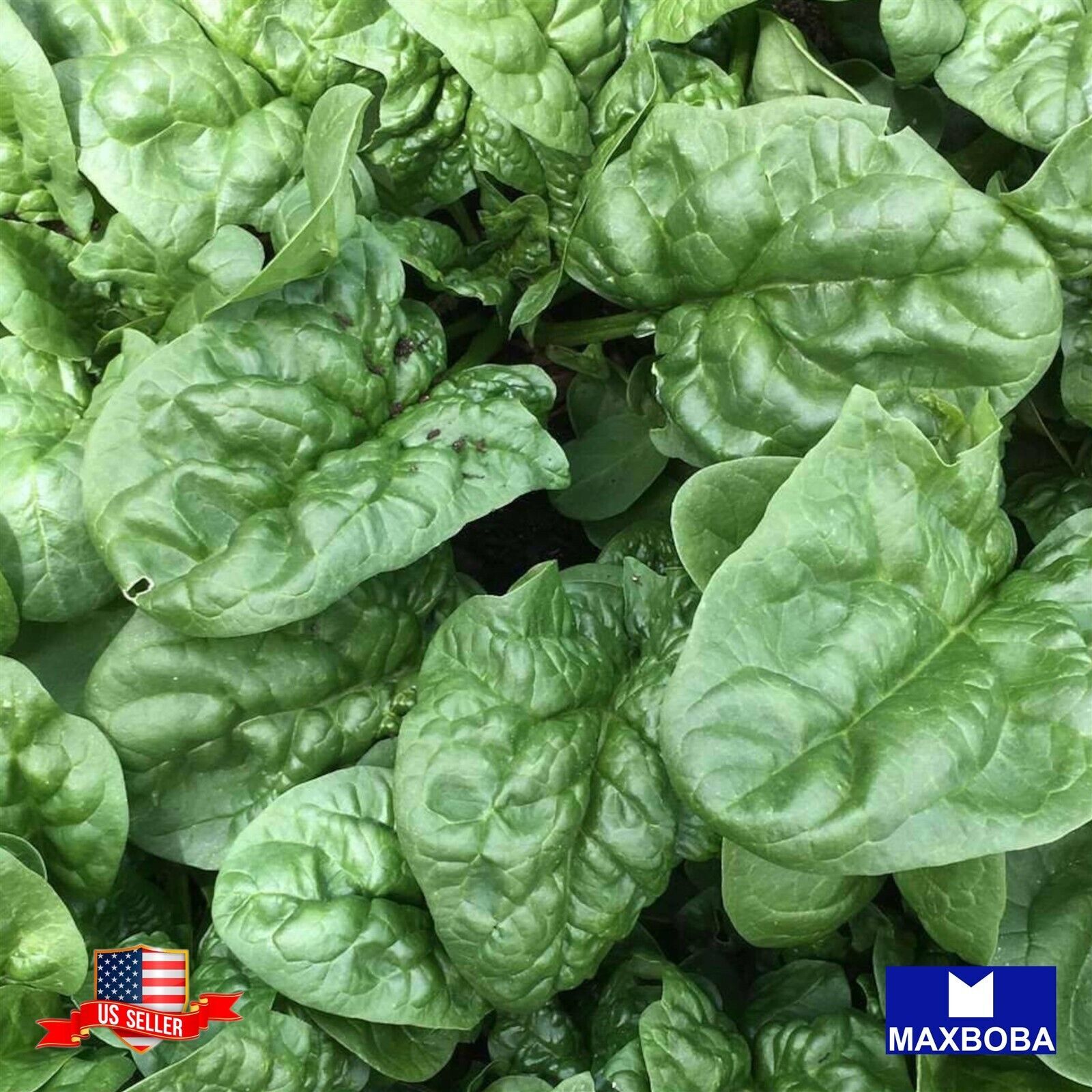 Spinach Fresh Seeds – Viroflay Non-GMO Heirloom Vegetable