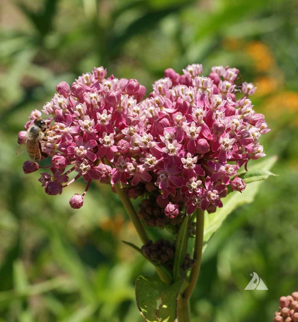 MILKWEED BLEND All Perennial Orange Common Showy Monarchs USA Non-GMO 100 Seeds!