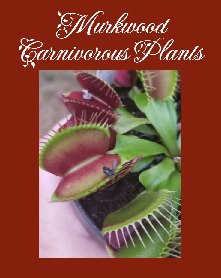 25 FRESH SEED Giant Venus Flytrap Dionaea Muscipula 38N x Giant Swarm Pollinated