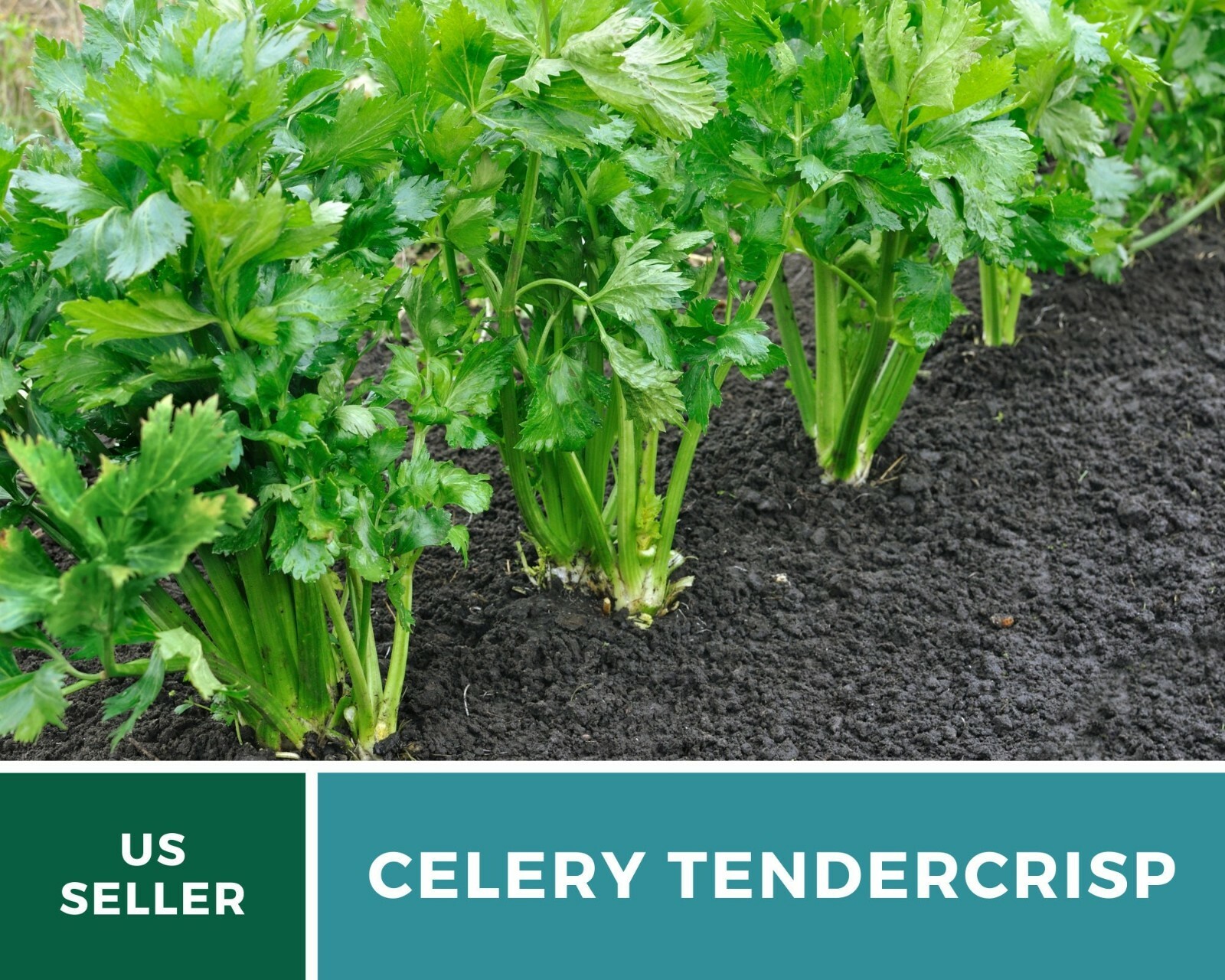 Celery, Tendercrips – Heirloom Seeds – Easy to grow, very crisp celery – NonGMO