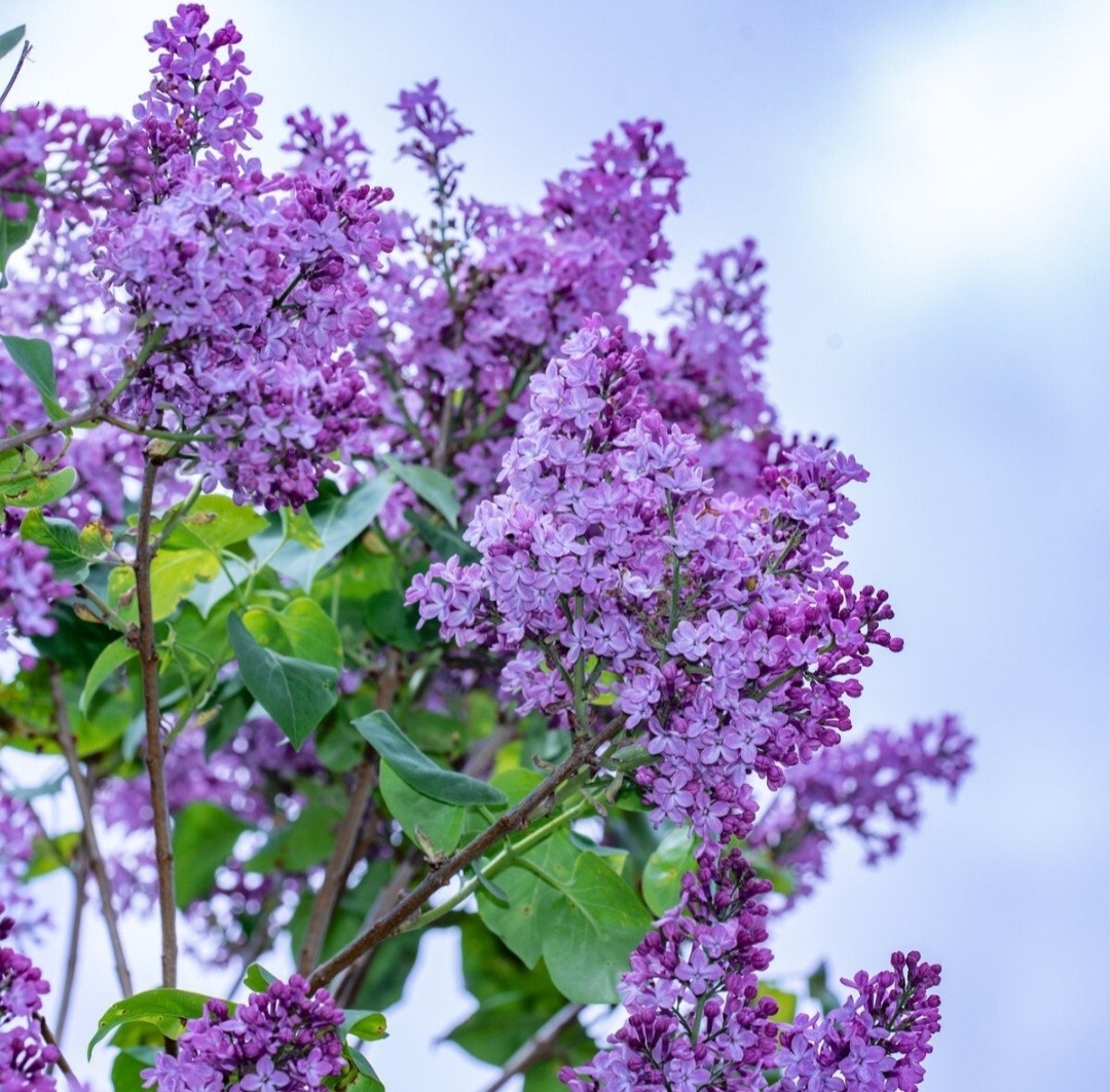 50 Violets Lilac Seeds Extremely Fragrant Syringa Villosa Tree Lilac Shrub Syrin