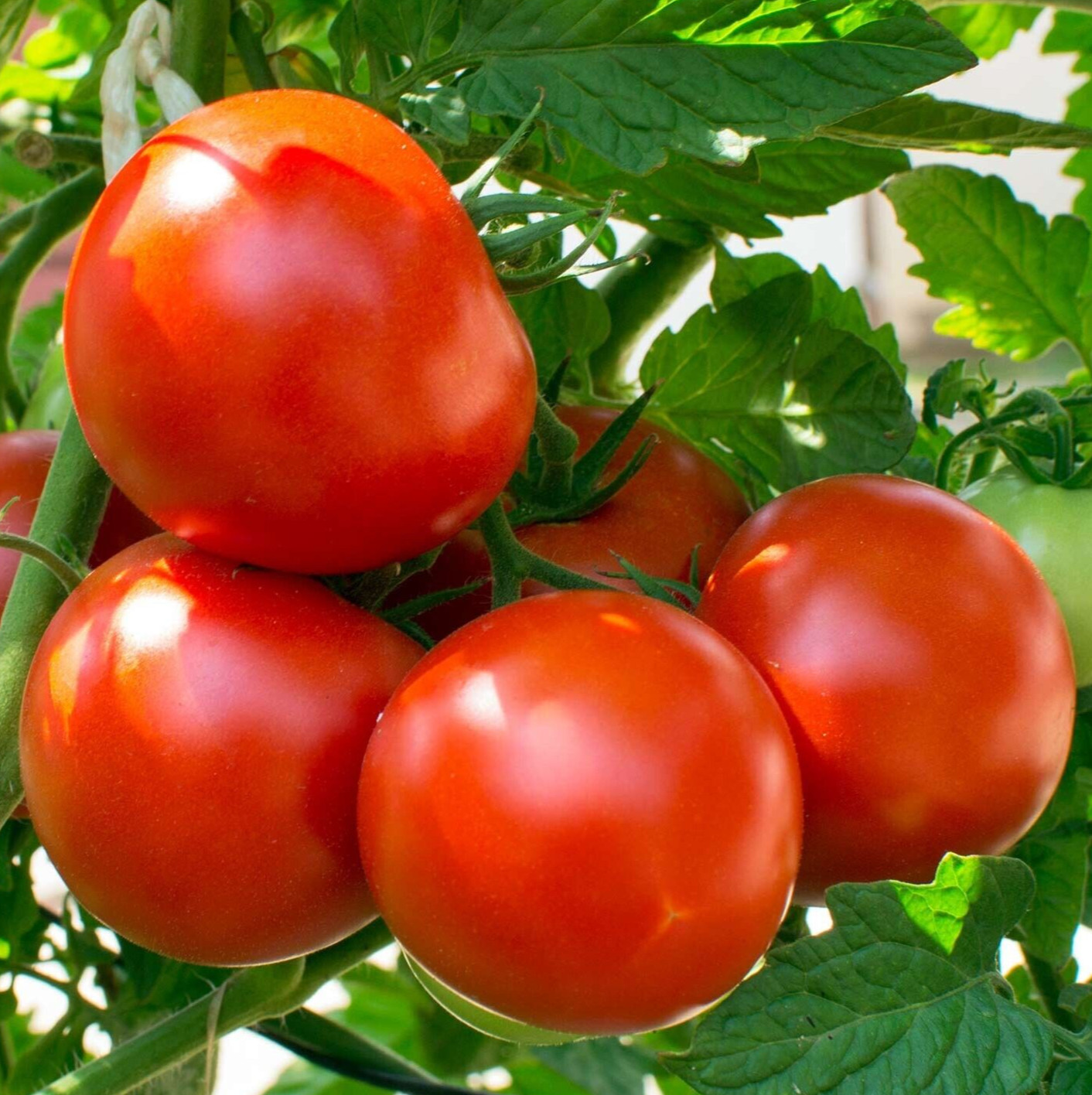 OREGON SPRING TOMATO SEEDS 50+ GARDEN vegetables DETERMINATE FREE SHIPPING