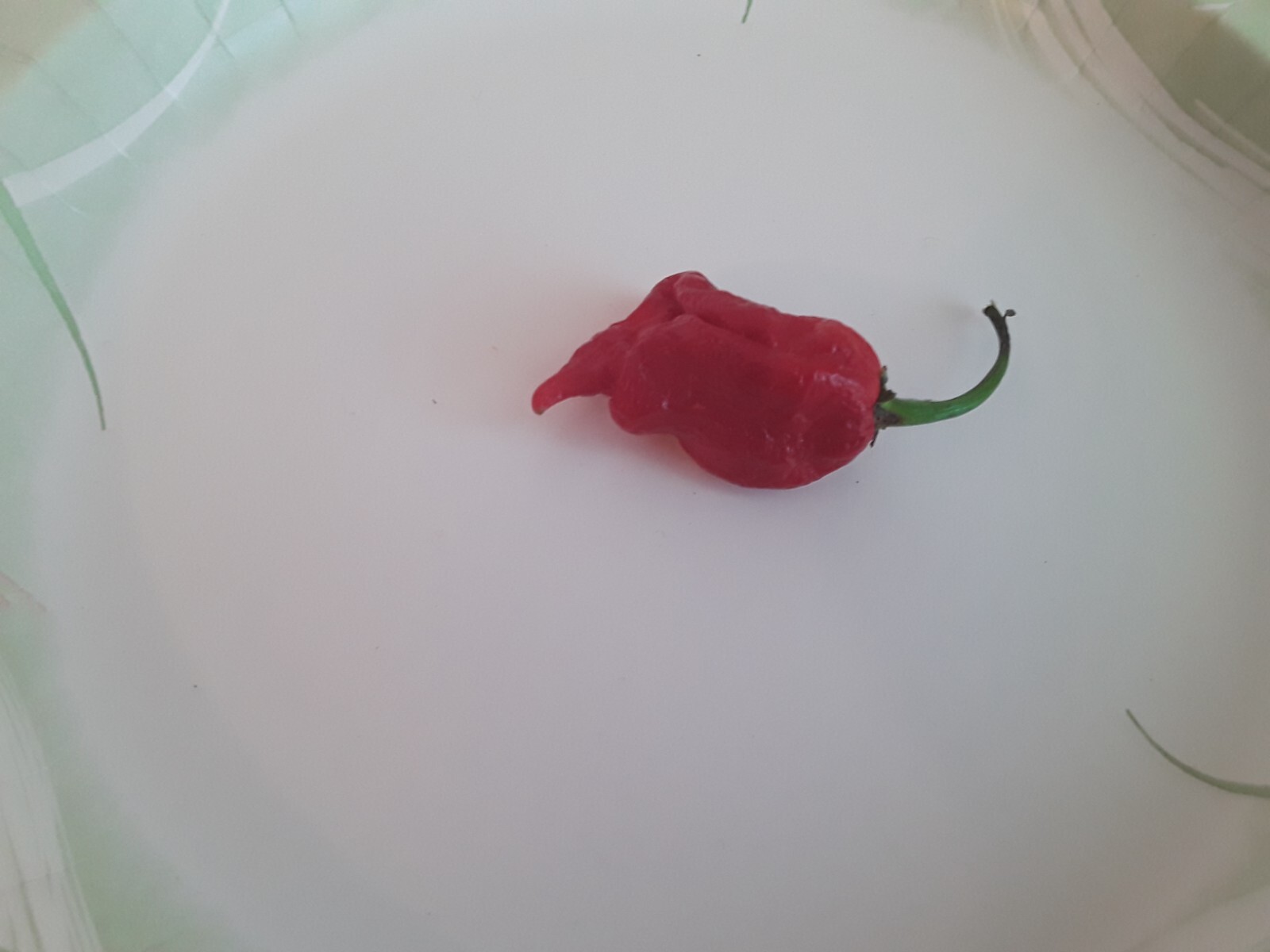 40+ Authentic Trinidad Scorpion Red Moruga Pepper Seeds. Non-Gmo Open Pollinate