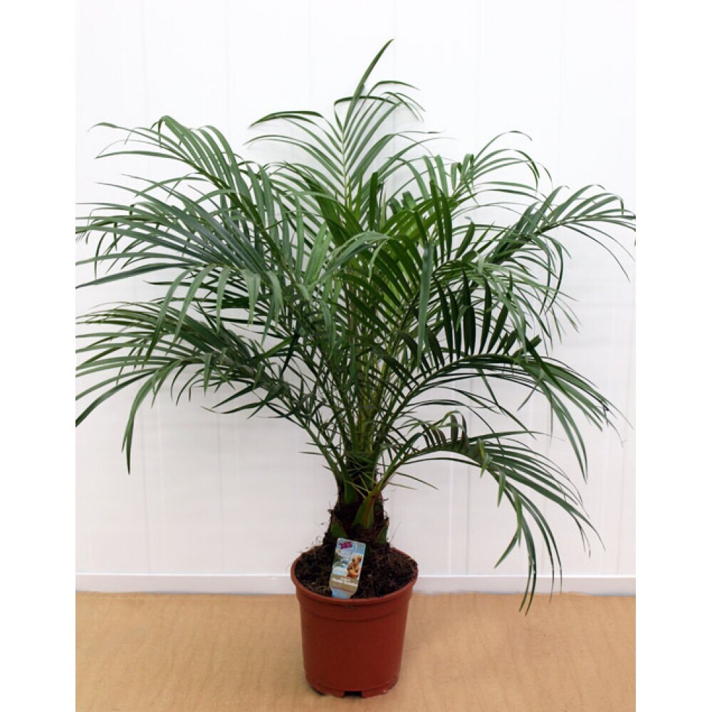 Dates Jumbo Medjool, 10 Fresh Seeds Date Palm seed – DATES SEEDS