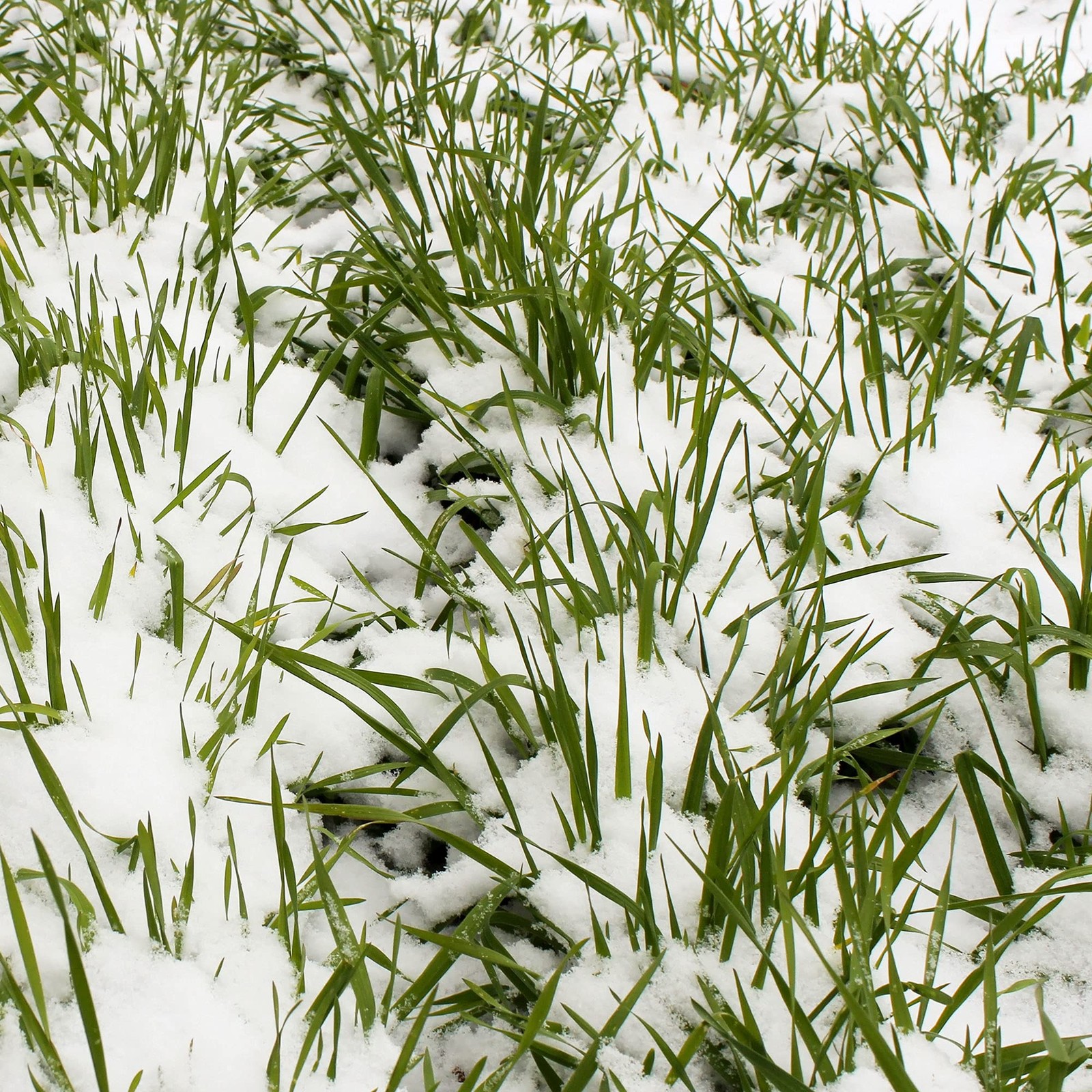 NoTill Winter Rye Seeds 5 Lbs NonGMO Cover Crop for Soil Health