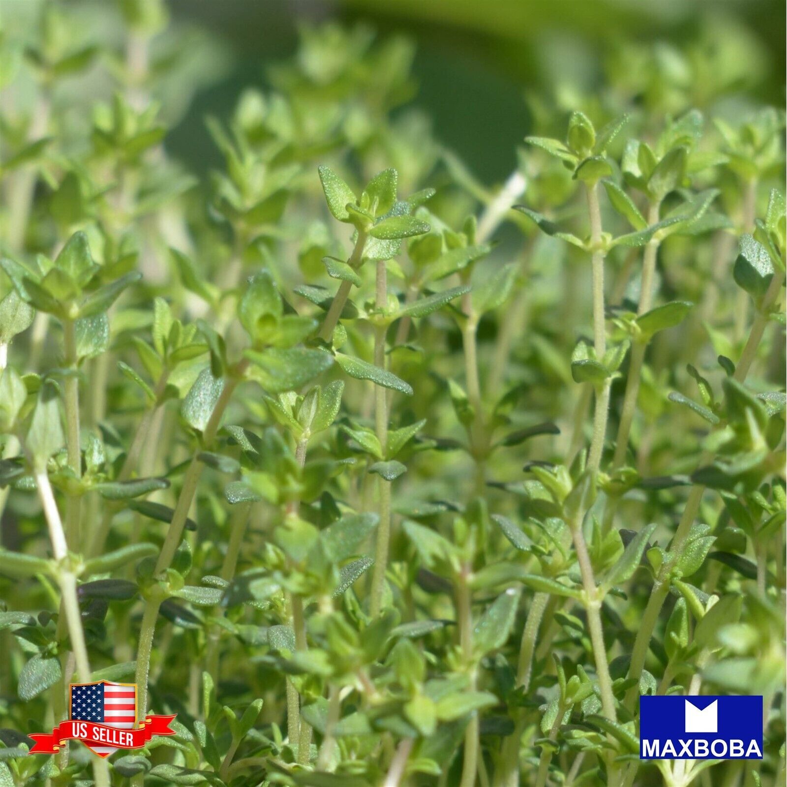 Marjoram Sweet 2000 Seeds Non-GMO Heirloom BOGO 50% OFF