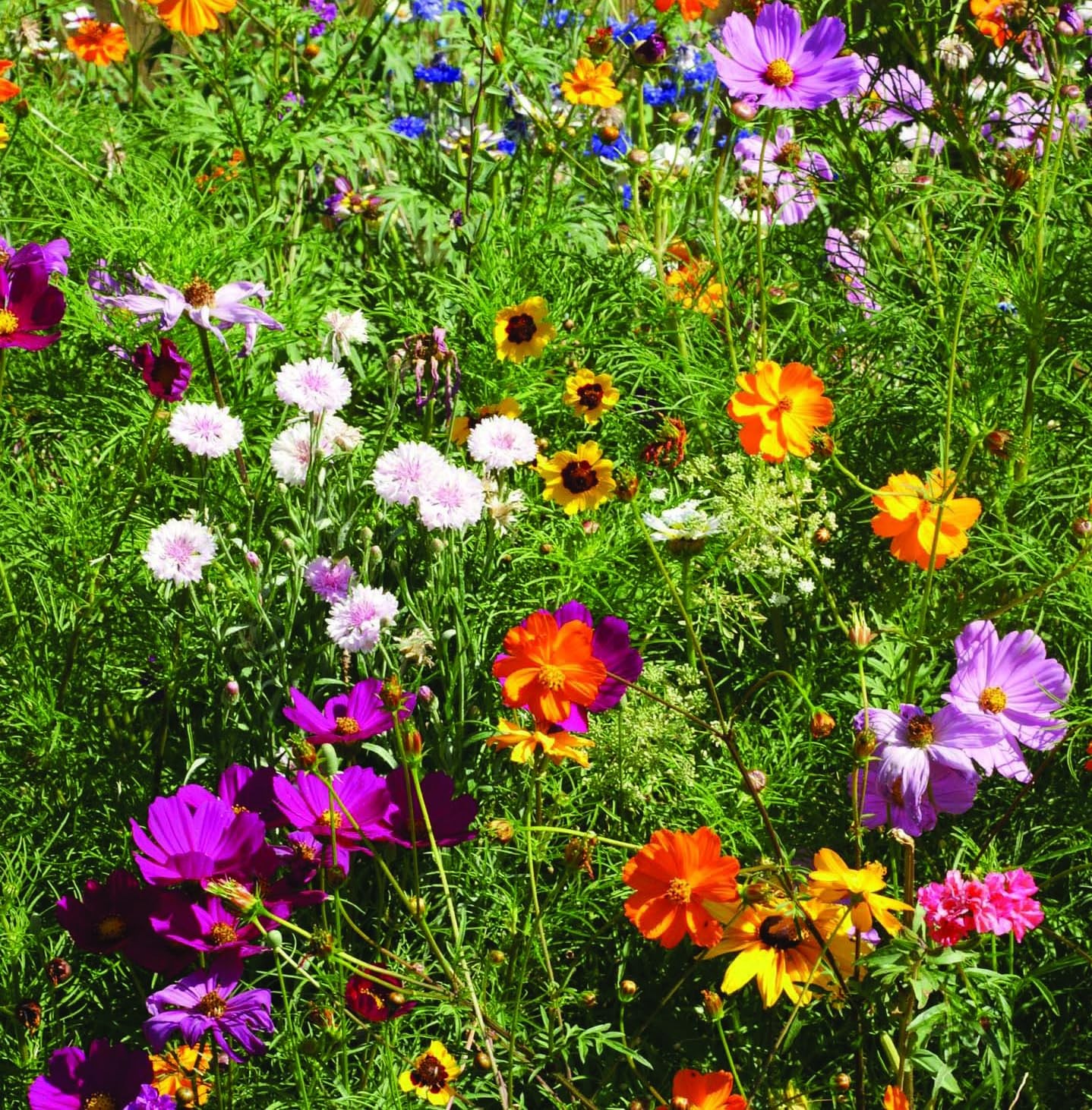 Bentley Wildflower Pollinator Mix, 25 NonGMO Packets for Garden Planting, Non…