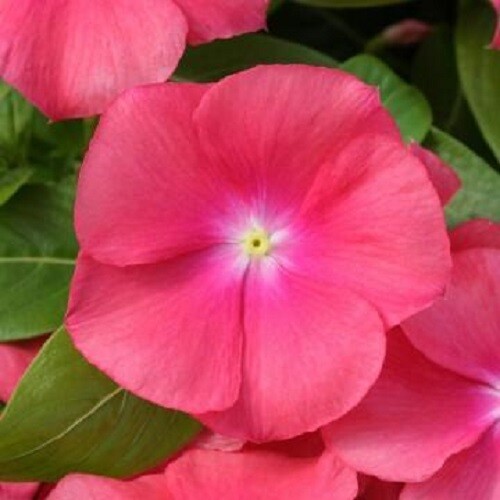 Vinca Seeds Cobra Passion Fruit 25 Seeds Flower Seeds