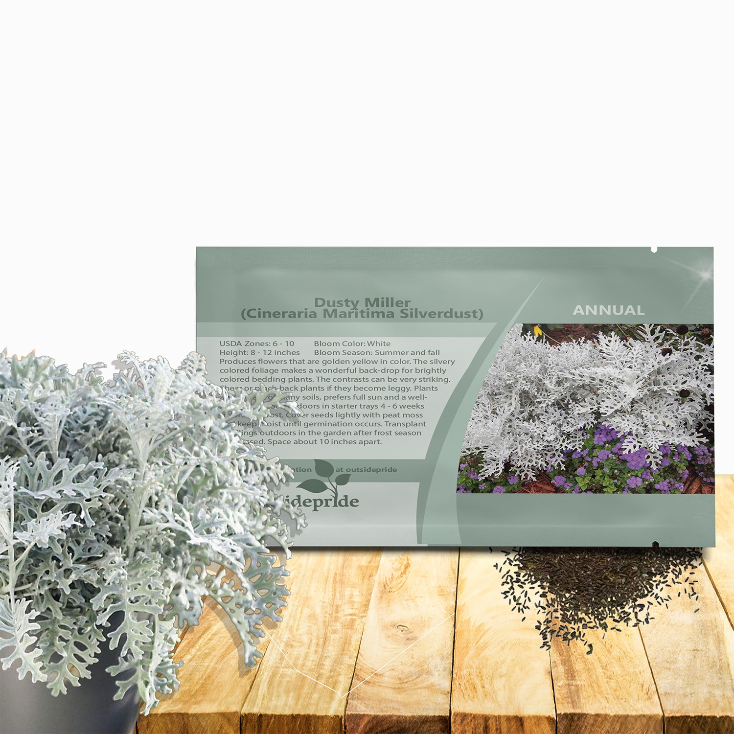 10000 Seeds Dusty Miller Seeds – Cineraria Maritima Silverdust Flower Seeds