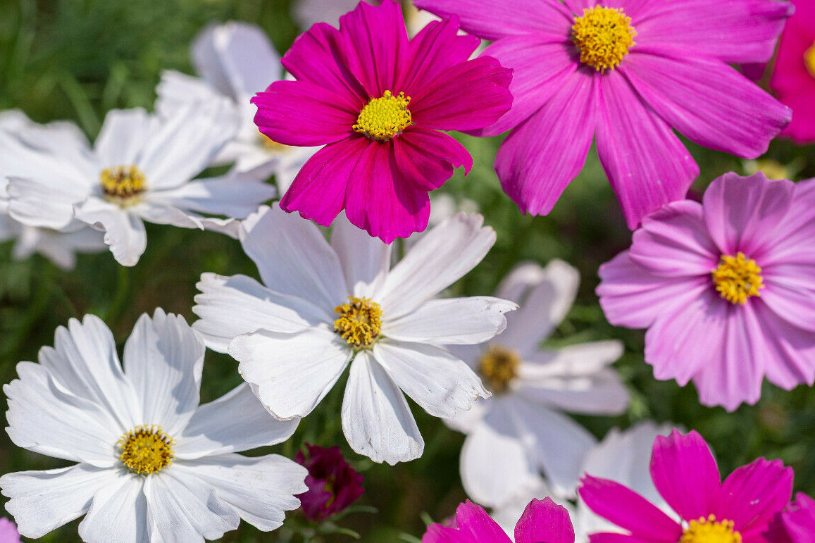 COSMOS MIX 100 SEEDS, yellow, orange, double, seashell, purple, white, pink…
