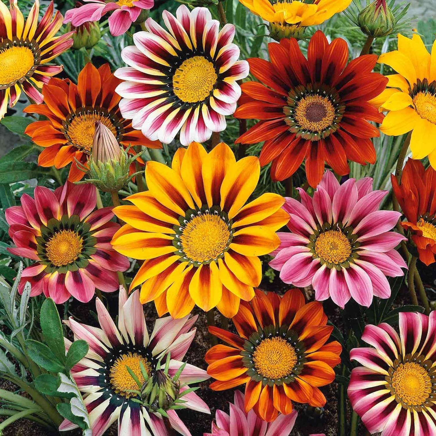 350+ Mix Gazania Seeds for Planting Heat & Drought Tolerant Garden Gazania Flowe