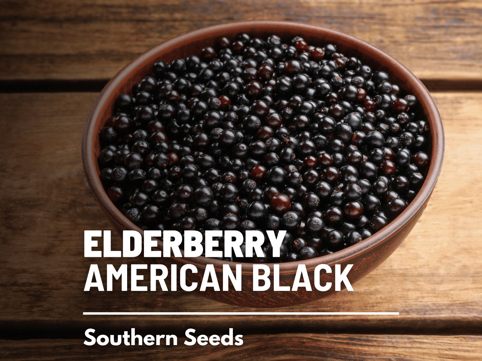 Elderberry, American Black – 50 Seeds – Culinary & Medicinal – Non GMO