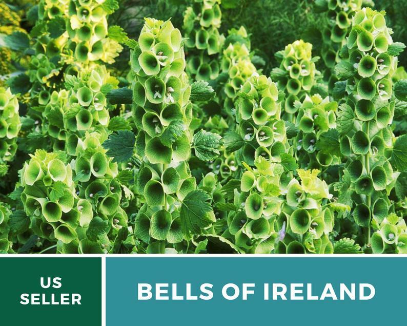 Bells of Ireland – 100 Seeds – Sow Spring or Fall – GMO Free (Molucella laevis)