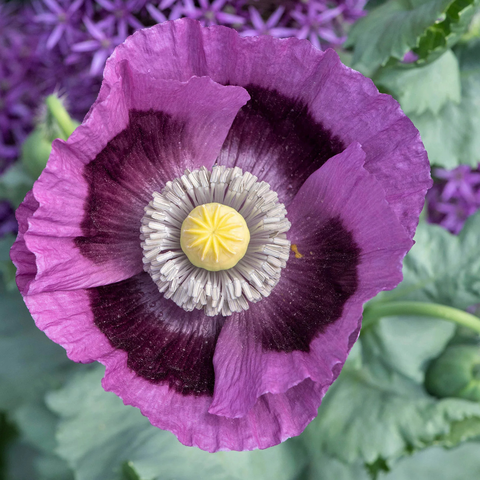 Poppy HUNGARIAN BREADSEED Purple Reseeds Baking Huge Pods Non-GMO 1000 Seeds!