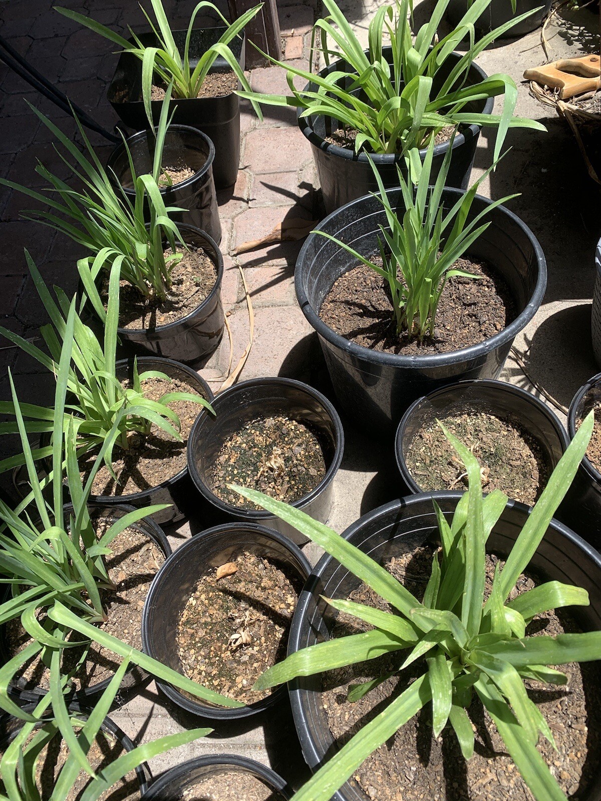2 Bulbs 2/3 Baby’s Or+ S/M Mixed Rooted & Sprouted Tuberose Bulbs Ready To Plant