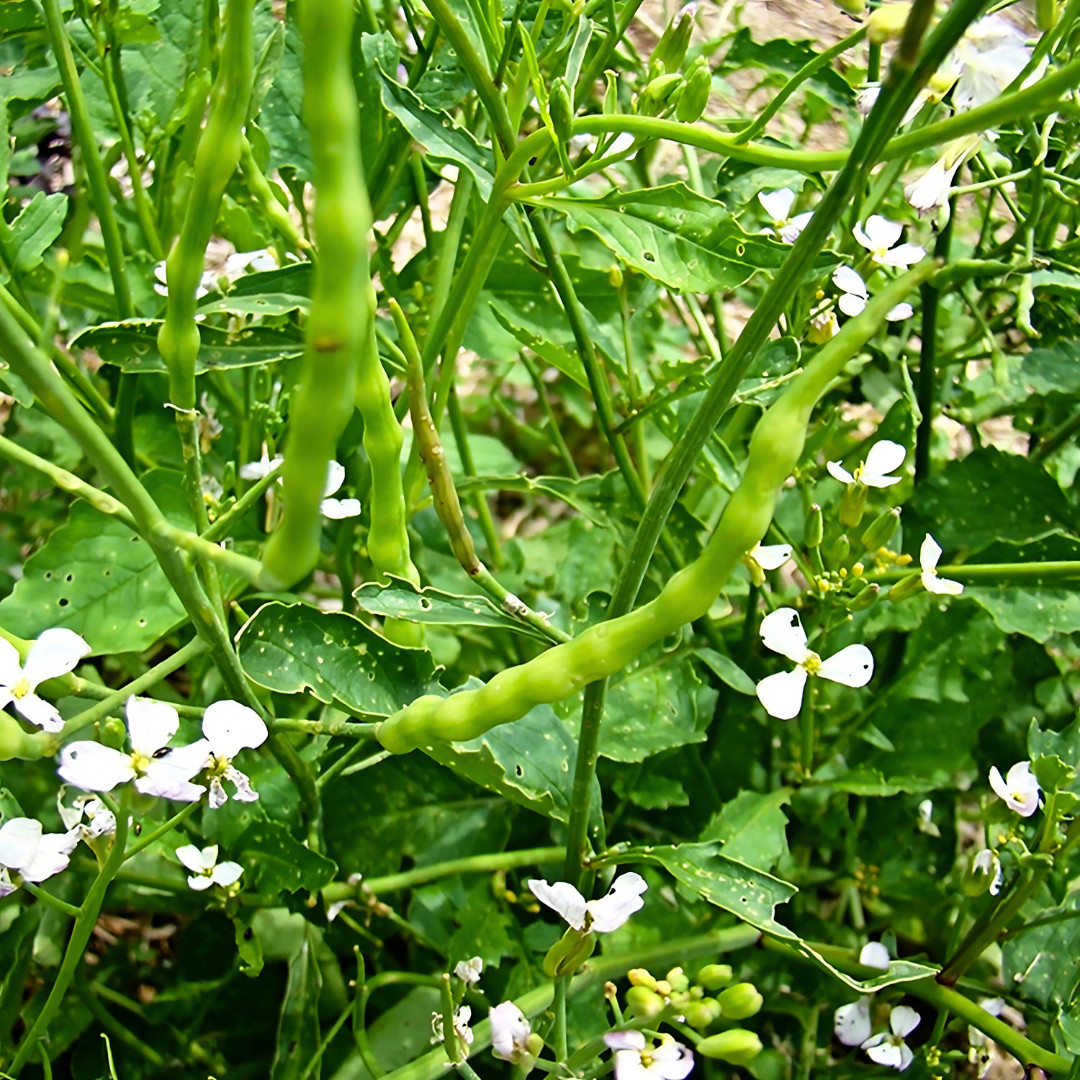 Fresh Rat Tail Radish Seeds | Radish | Heirloom Non-GMO | Asian Vegetables