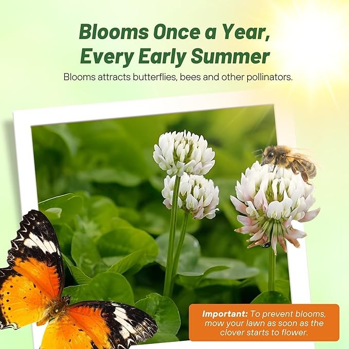 2 LBS Miniclover Seed For Planting No Mow Drought Tolerant Clover Lawns